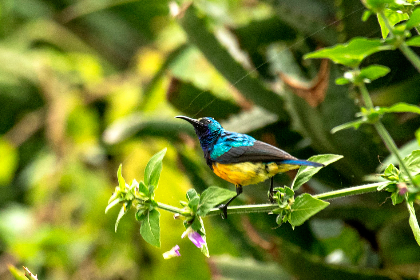 Birds